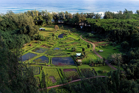 Hui Maka‘āinana o Makana Lo‘i, 2022