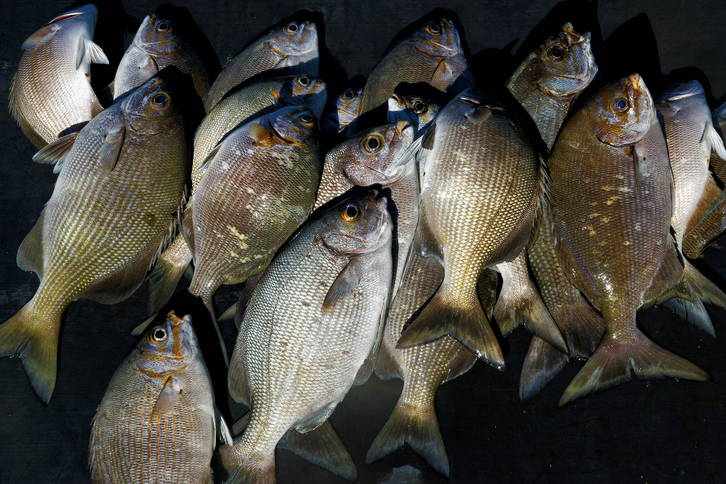 Nenue Catch, 2022