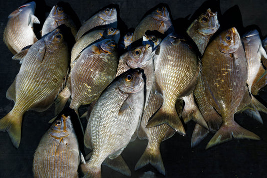 Nenue Catch, 2022