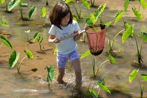 Ualani Cleaning Lo‘i, 2022