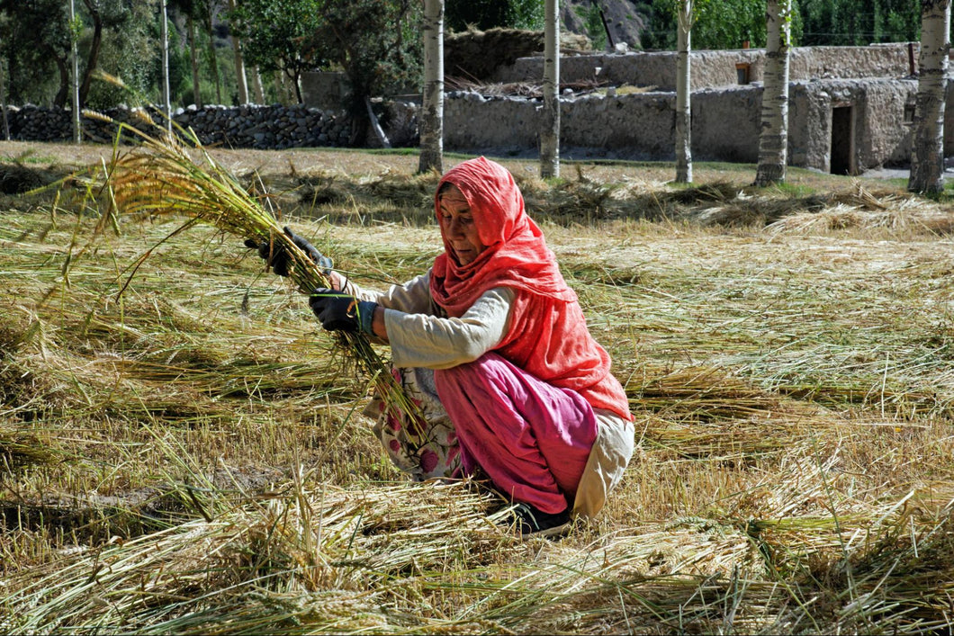 80-year old Bibi Nabat Harvests Barley, Hunza, Pakistan 2023