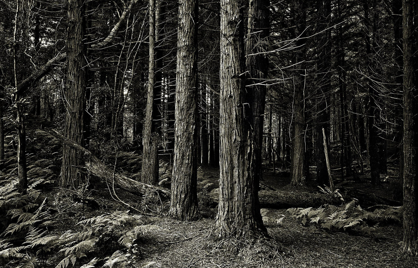 Kōkeʻe Sugi Forest, 1976