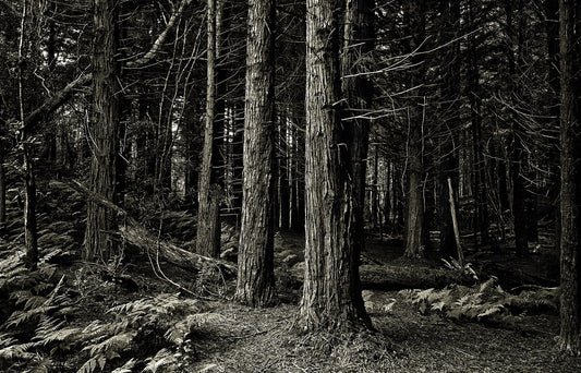 Kōkeʻe Sugi Forest, 1976