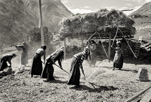 Laya zam threshing barley, Lubcha, 1998