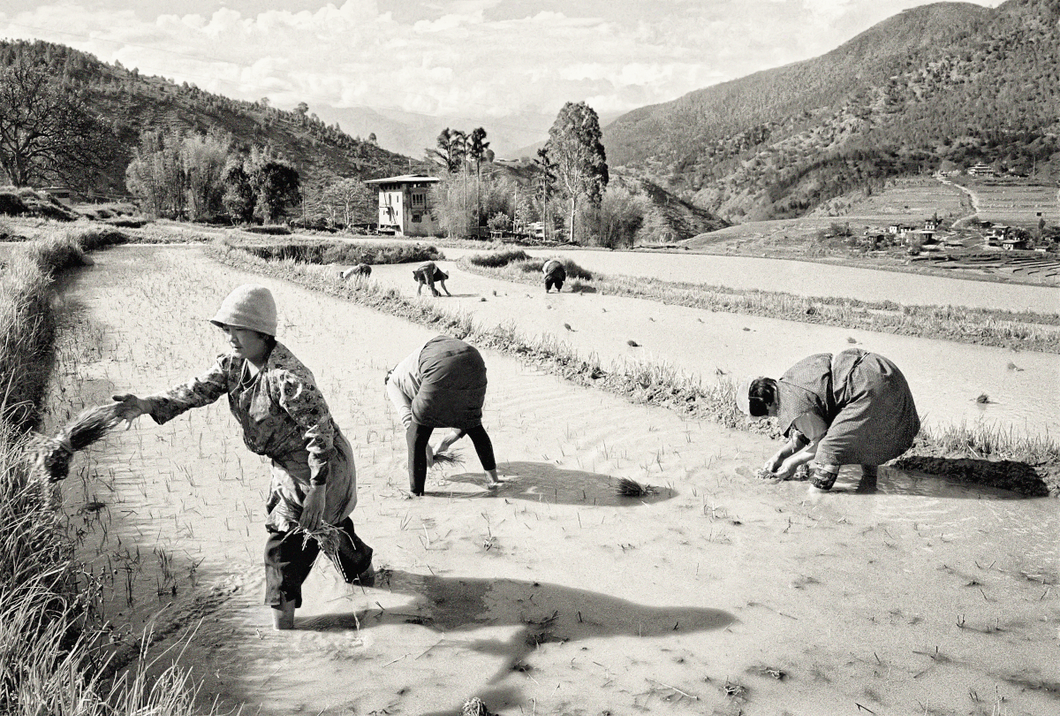 Planting rice in Lobesa, 2005